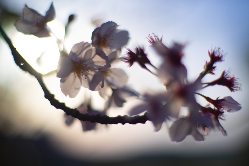 残り少ない桜