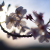 残り少ない桜