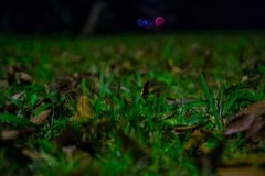 夜の公園