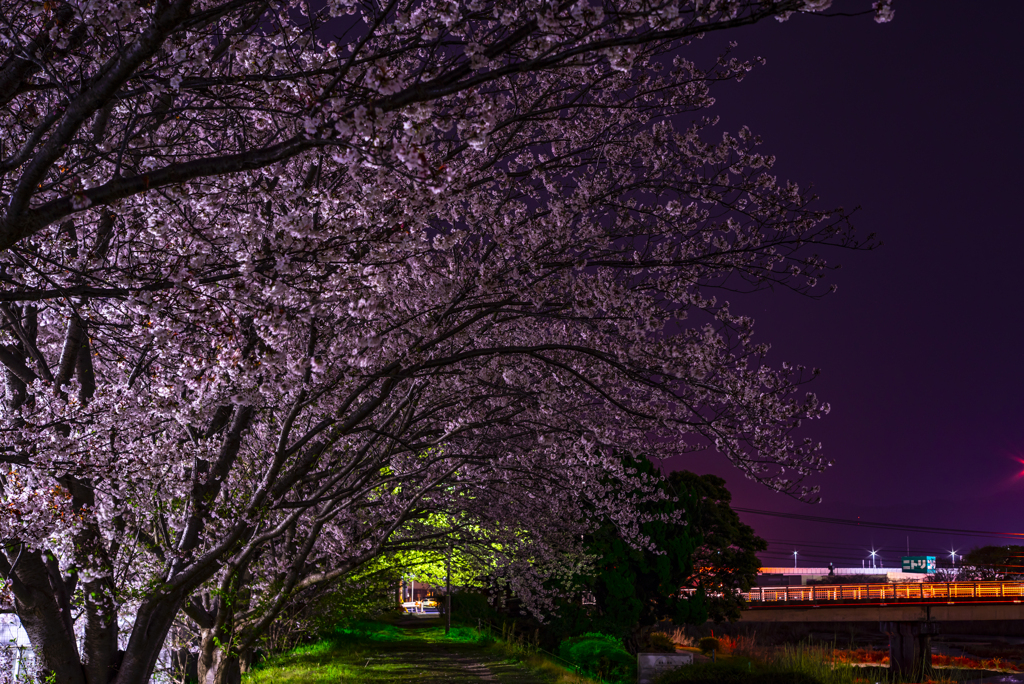 桜のトンネル