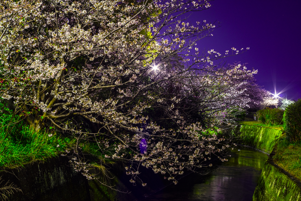 夜桜