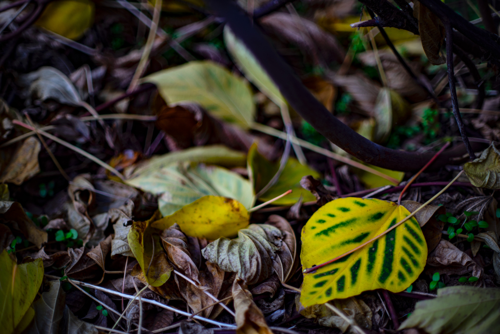 落ち葉