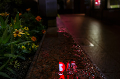 雨　花壇