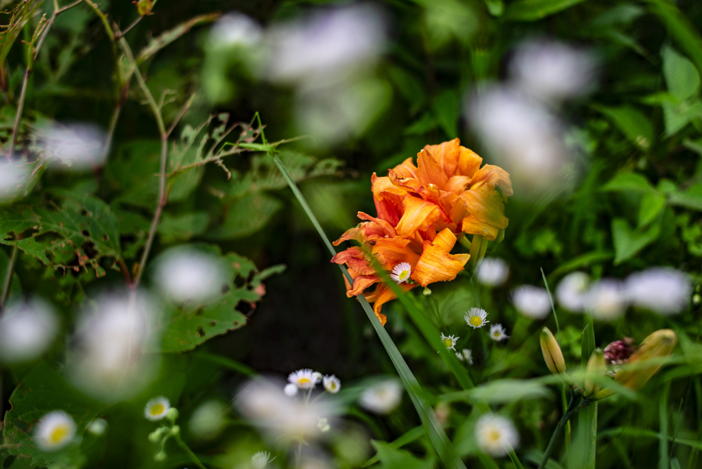 ヤブカンゾウ　ハルジオン