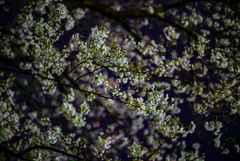 夜桜