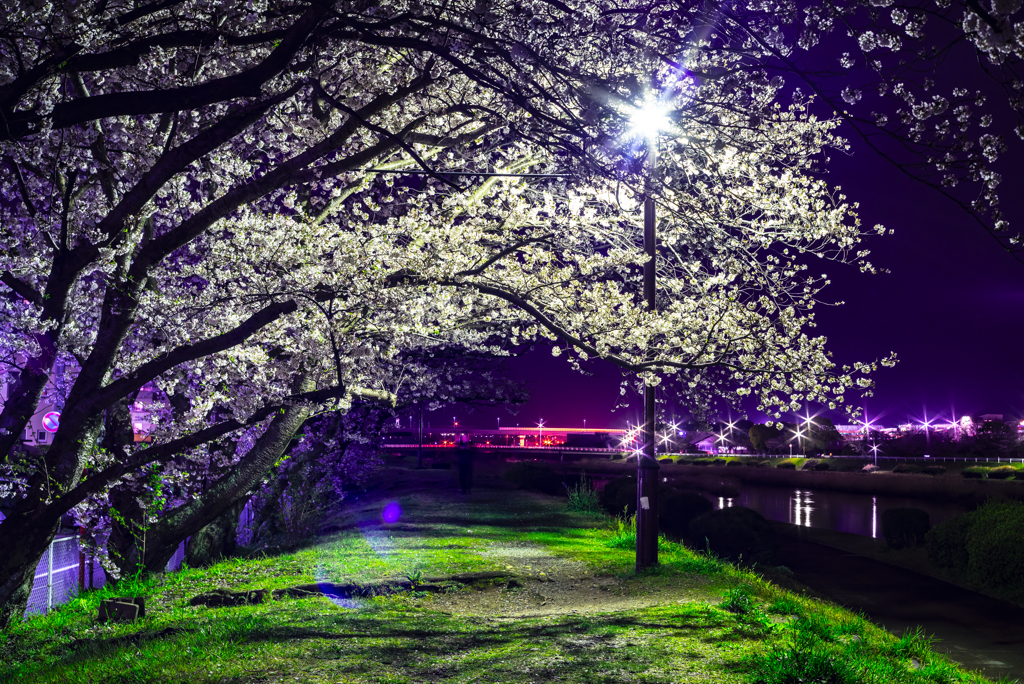 桜のトンネル