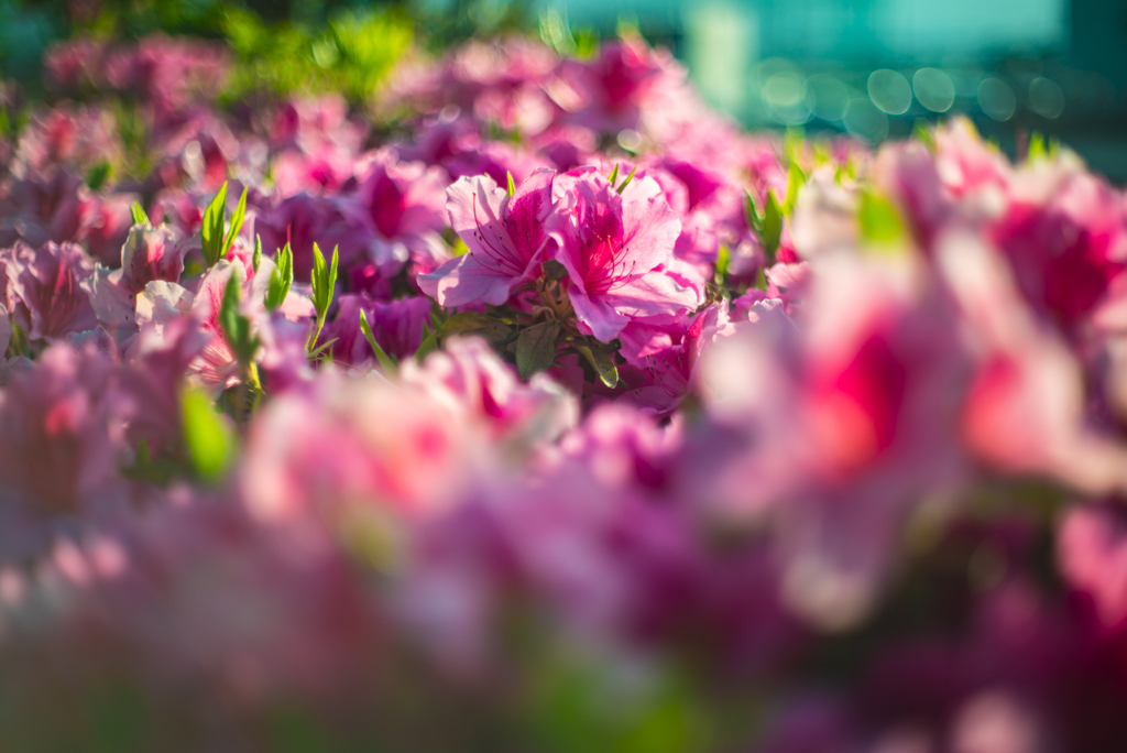 花盛り