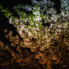 葉桜