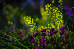 夜の花壇