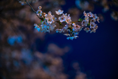 夜桜