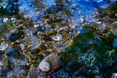貝　石　海藻