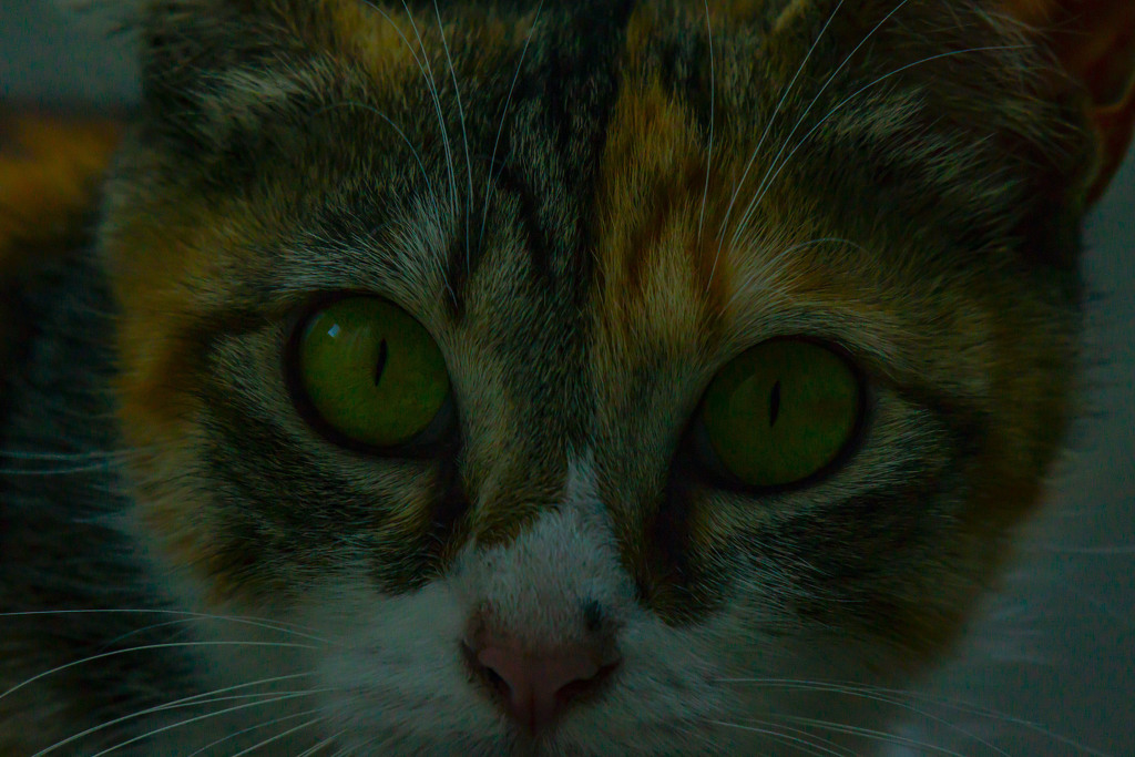 玄関を出たら猫がいた