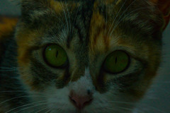 玄関を出たら猫がいた