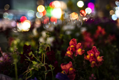 道路の花壇