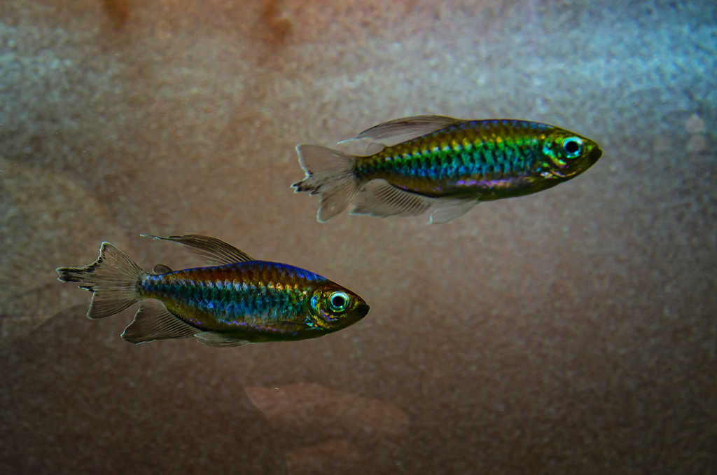ソニーストア 福岡天神の水槽