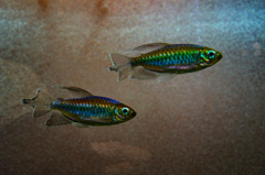 ソニーストア 福岡天神の水槽