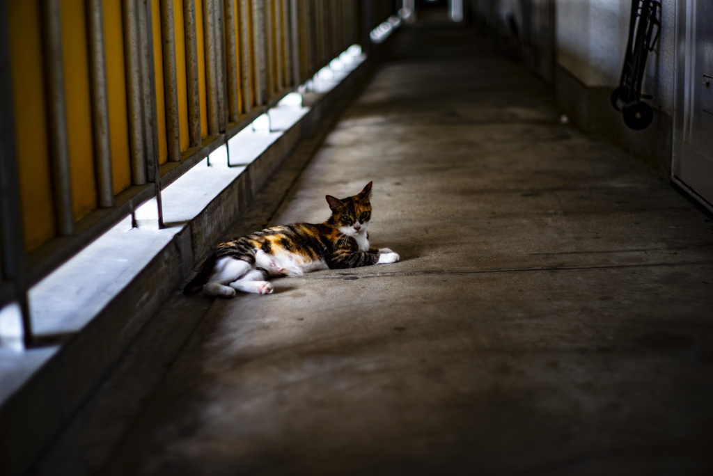 猫