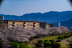 桜並木