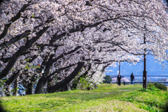 桜並木