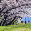 桜並木