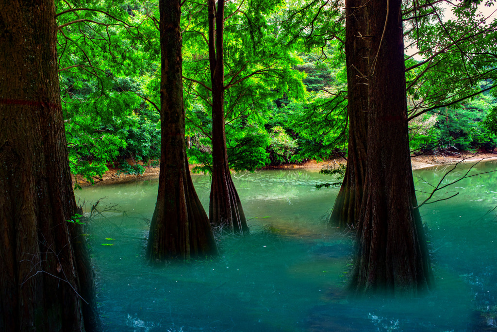 ラクウショウの木　合成