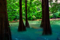 ラクウショウの木　合成