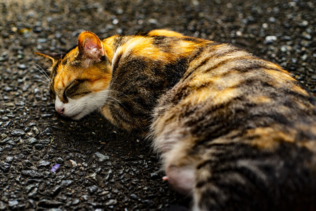 夜の野良猫