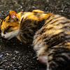 夜の野良猫