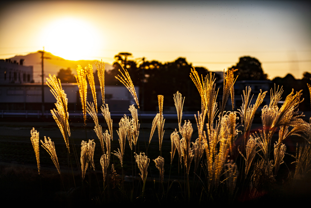 ススキ　日暮れ