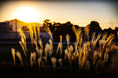 ススキ　日暮れ