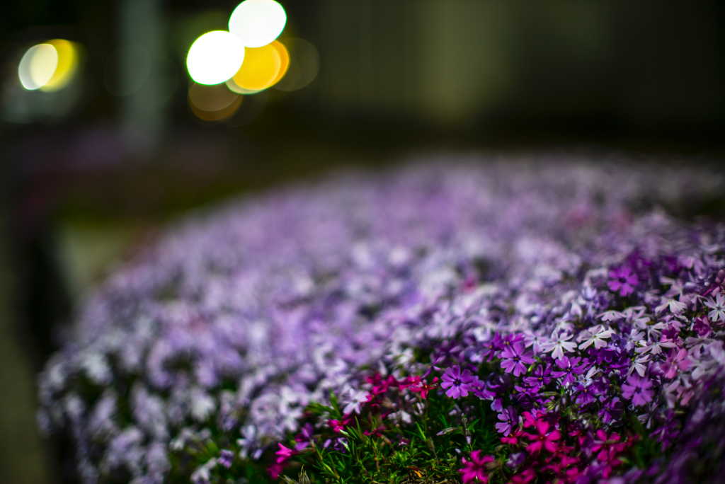 夜の花壇