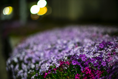 夜の花壇