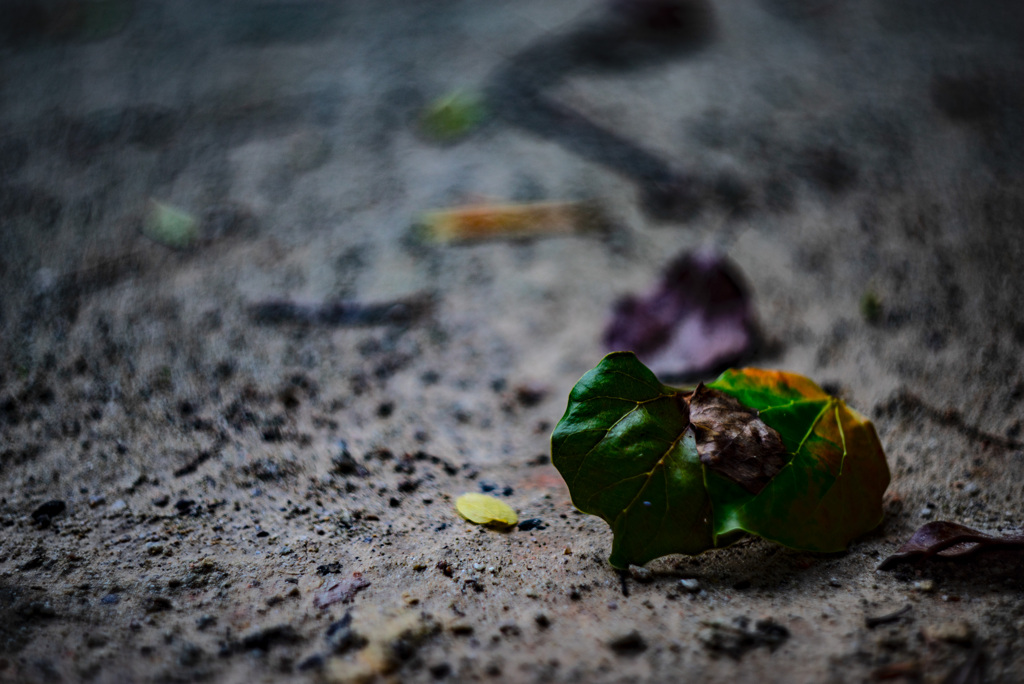 帰って来たビオター