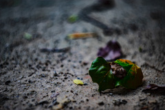 帰って来たビオター