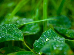 雨滴