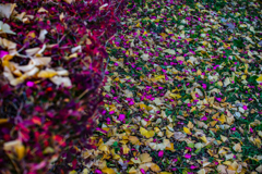 サザンカの花びら　イチョウの落葉　ドウダンツツジ