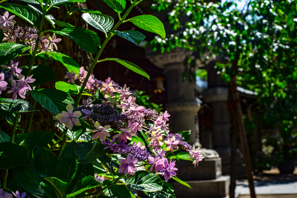 櫛田神社