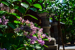 櫛田神社