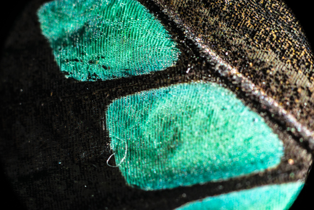 アオスジアゲハ