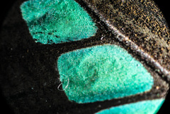 アオスジアゲハ