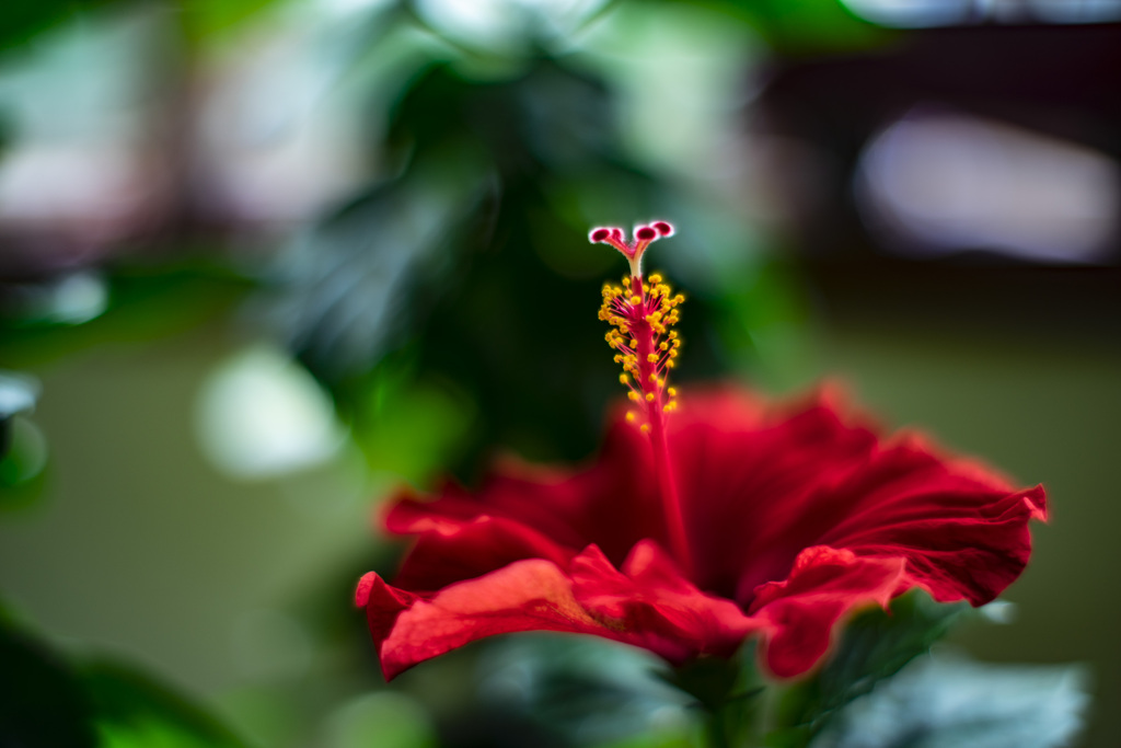 上を向いて咲くハイビスカス