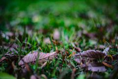 落ち葉　ケヤキ