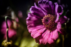 花 花
