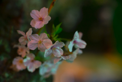 夜桜
