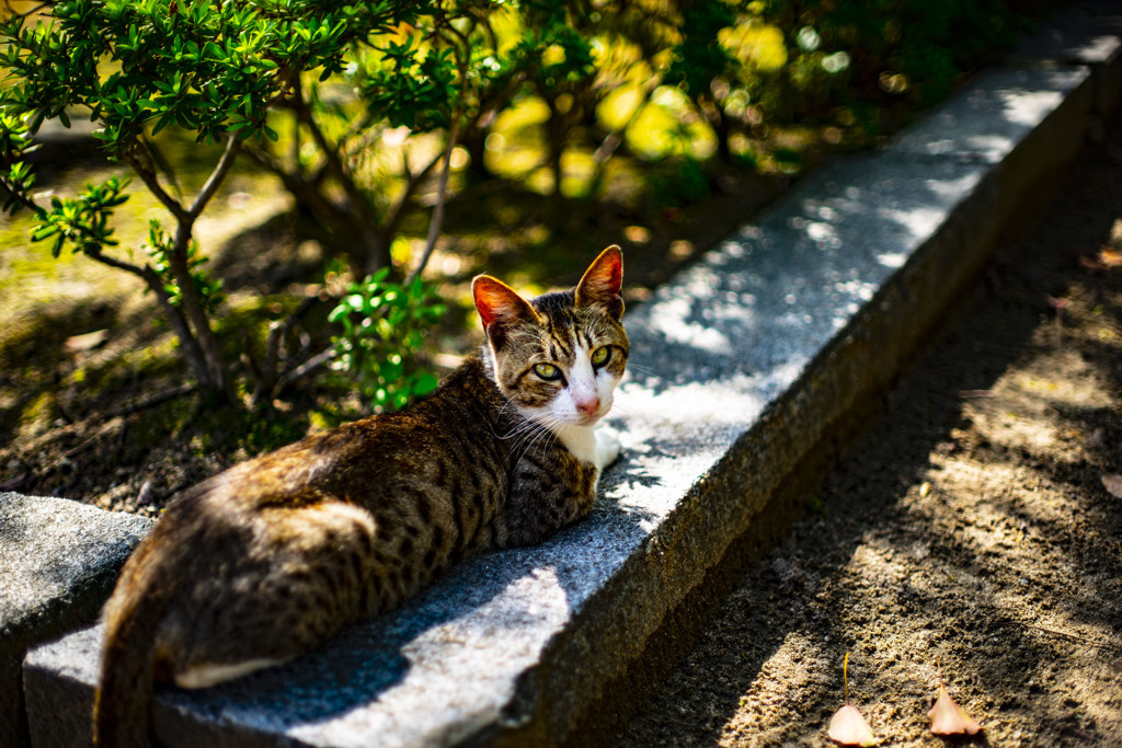聖福寺