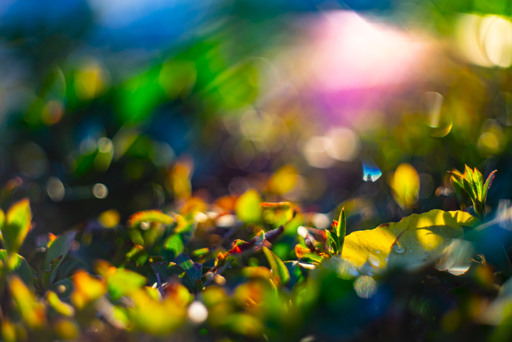 ドウダンツツジの上のイチョウ