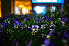 花壇　天神