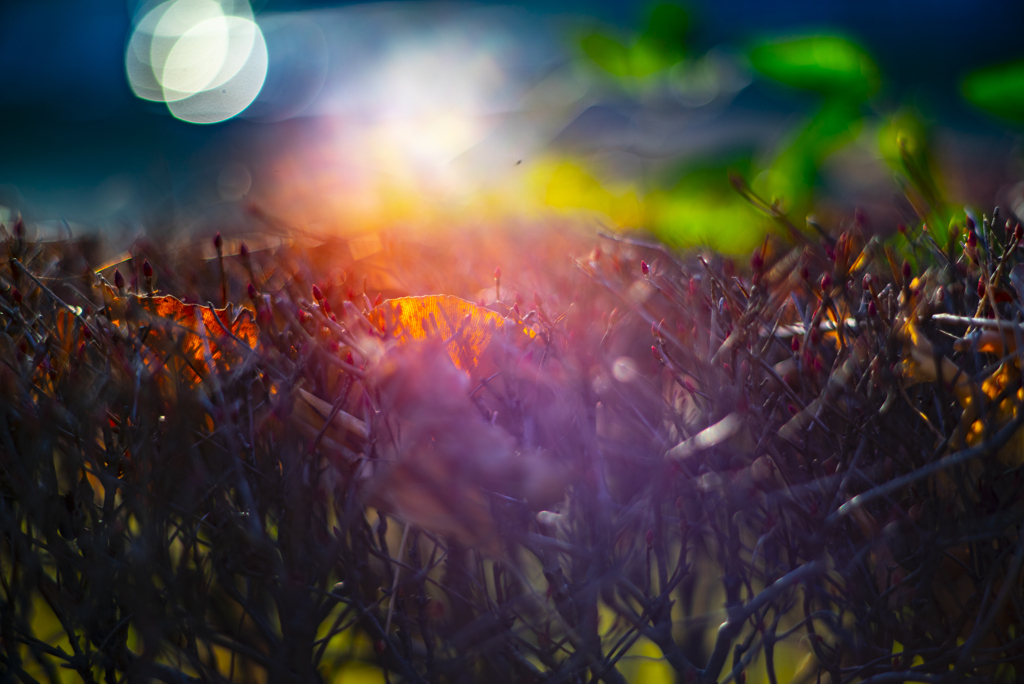 ドウダンツツジ　イチョウの葉