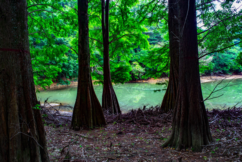 ラクウショウの木