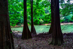 ラクウショウの木